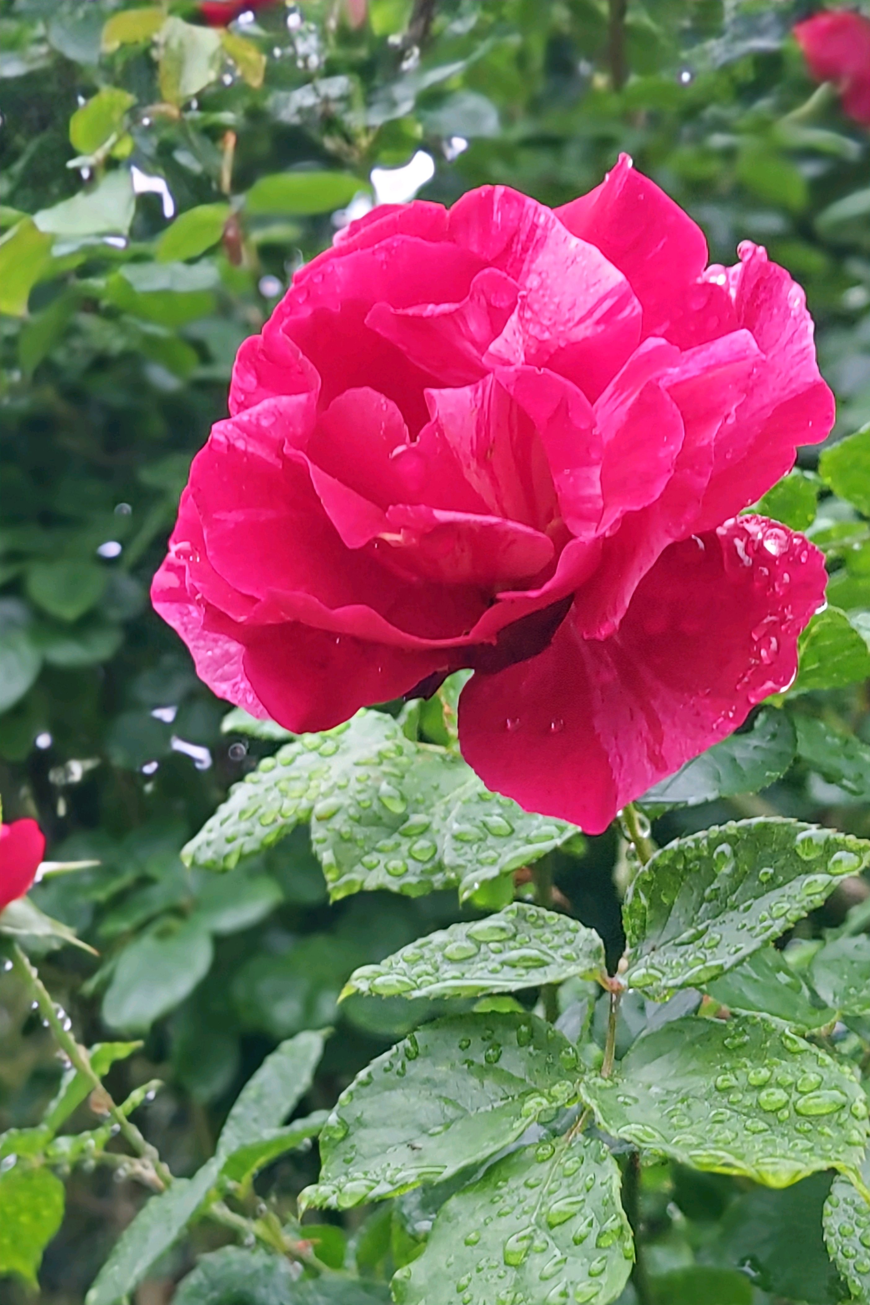 いのちある野の花 | 豊岡 東江 |本 | 通販 | Amazon