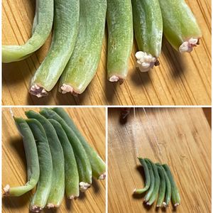 トップシータービー,多肉植物,葉挿し,植物だいすき,みどりのある暮らしの画像