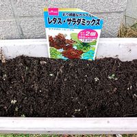 レタス,プランター,家庭菜園の画像