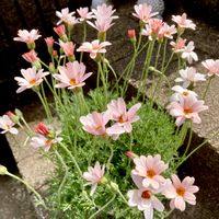 ローダンセマム,ローダンセマム　アプリコットジャム,ガーデニング,ハルのローダンセマム,小さな庭の画像