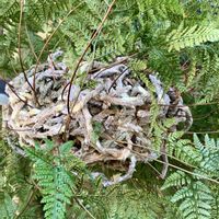 シノブ,観葉植物,植物のある暮らし,植中毒の画像