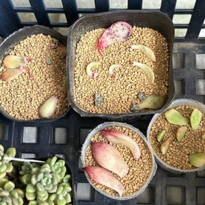 多肉植物,葉挿し,多肉大好き,ありがとう♡,つながりに感謝の画像