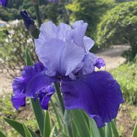 ウメ,ジャーマンアイリス,シャクヤク,ミカン,枝豆の画像