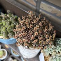 ムラリス,ポリフィラ,モナンテス ポリフィラ,多肉植物,多肉大好きの画像