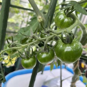 イチゴ,ジャガイモ,トマト,中玉トマト　フルティカ,食用 ほおずきの画像