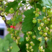 カシス,カシス,フサスグリ,フサスグリの画像