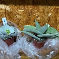 神刀,銀波錦,クラッスラ 神刀,コチレドン銀波錦,多肉植物の画像