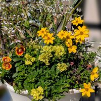 ビーダンス,ビーダンス イエロー,ビーダンス イエロー,ミリオンベル　プチホイップ,ペチュニア　ライムの画像