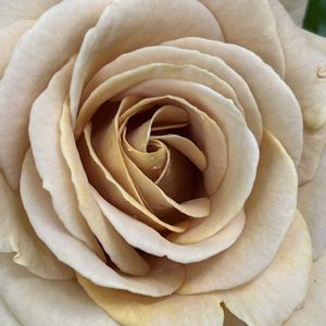 シェードガーデン,渋い,ばら バラ 薔薇,小さな庭の画像