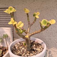 花月,黄金花月,黄金花月,玄関アプローチの画像