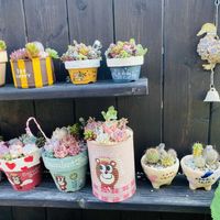 多肉植物,多肉寄せ植え,エケベリア属,リメ鉢,もりもり多肉の画像