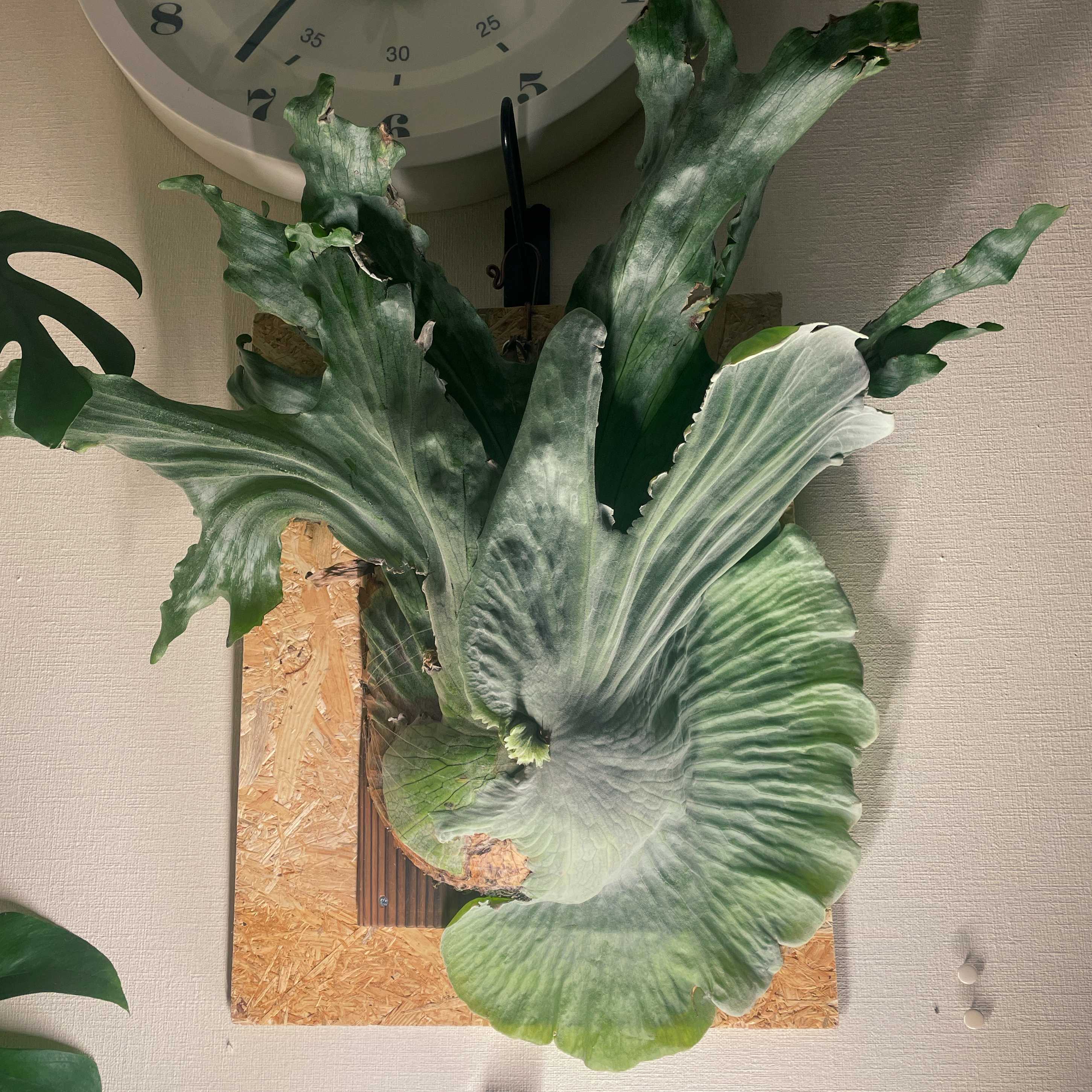 ビカクシダの森