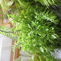 キッコロダイギンリュウ,観葉植物,挿し木,癒し,インテリアグリーンの画像