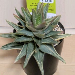 健康うぐいすアロエ,寄せ植え,多肉植物,葉挿し,リメ缶の画像