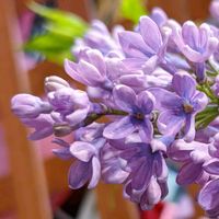 ライラック,カリフォルニアライラック,ライラック(リラ),今日のお花,平和を願うの画像