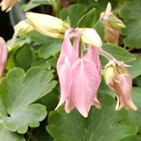 オダマキ,鉢植え,かわいいな♡,花のある暮らし,植物のある暮らしの画像