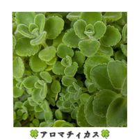 アロマ ティカス,アロマ ティカス,花のある暮らし,緑のある暮らし,可愛くて可愛くて♡の画像