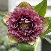 クリスマスローズ,クリスマスローズ,かわいい,花のある暮らし,植物のある暮らしの画像
