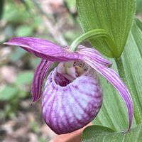 アツモリソウ,ハッカクレン,山野草,羽山の里＊の画像