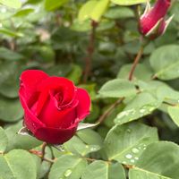 アルティッシモ,花のある暮らし,緑のある暮らし,チーム長野,紛紅駭緑の画像