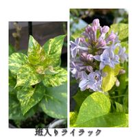 ライラック,班入り,花のある暮らし,緑のある暮らし,今日のお花の画像
