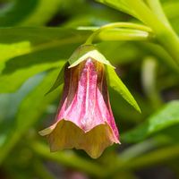 山野草,野草,季節の花,花のある暮らし,緑のある暮らしの画像