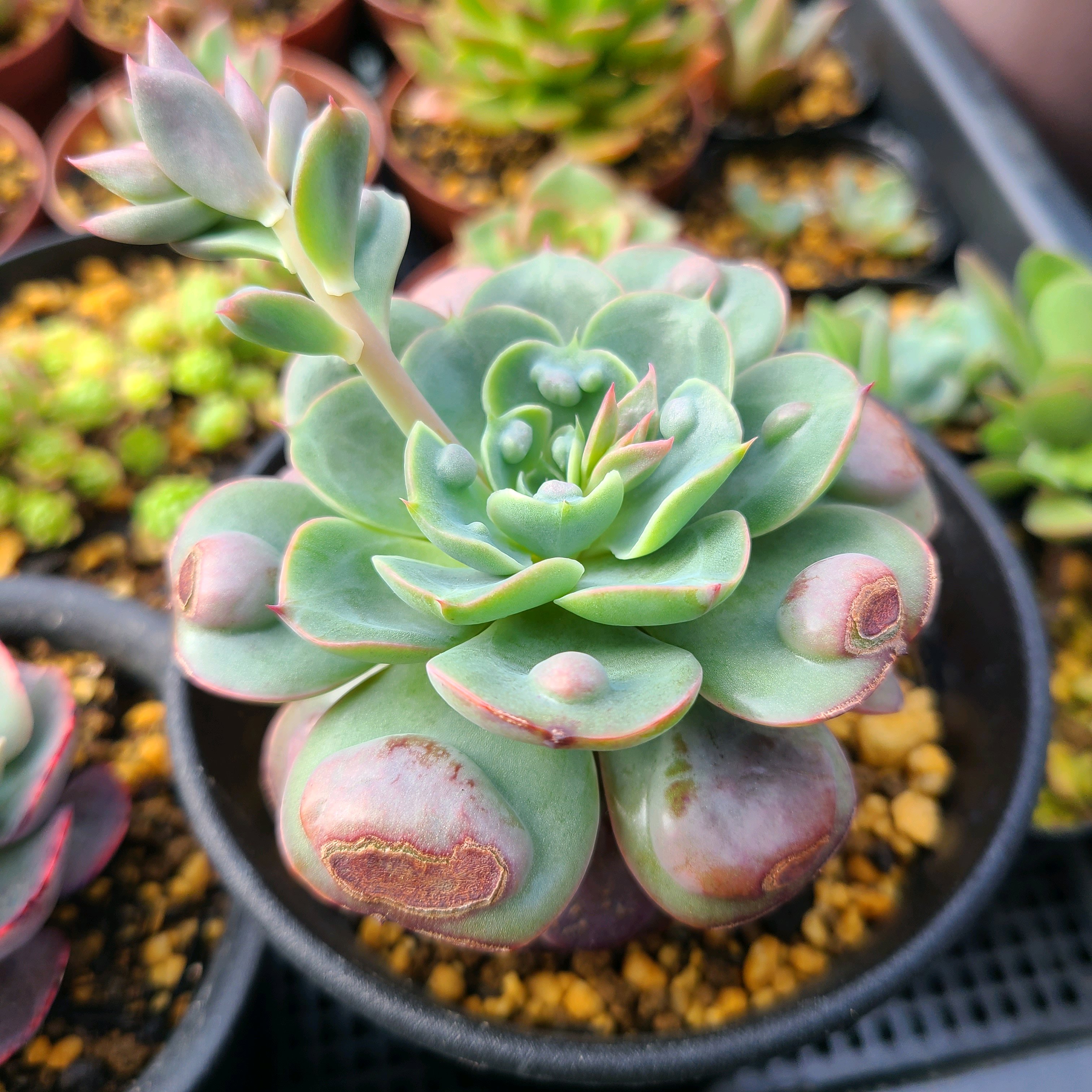 1747092038300_344245_p_2025051