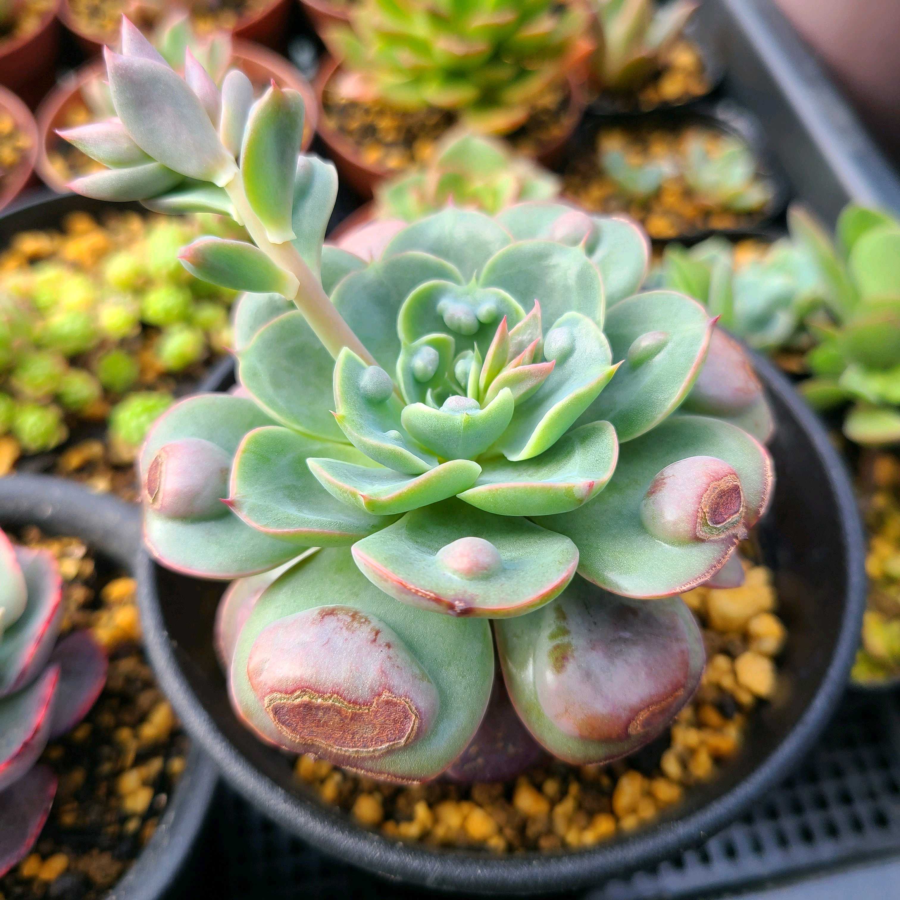 レインドロップスの成長記録‪💧‬‪💕｜🍀GreenSnap（グリーンスナップ）‬