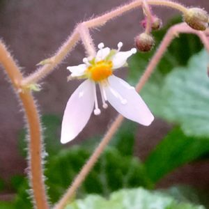 ユキノシタ,ユキノシタ,ユキノシタ(雪の下),食べられる,日陰の画像