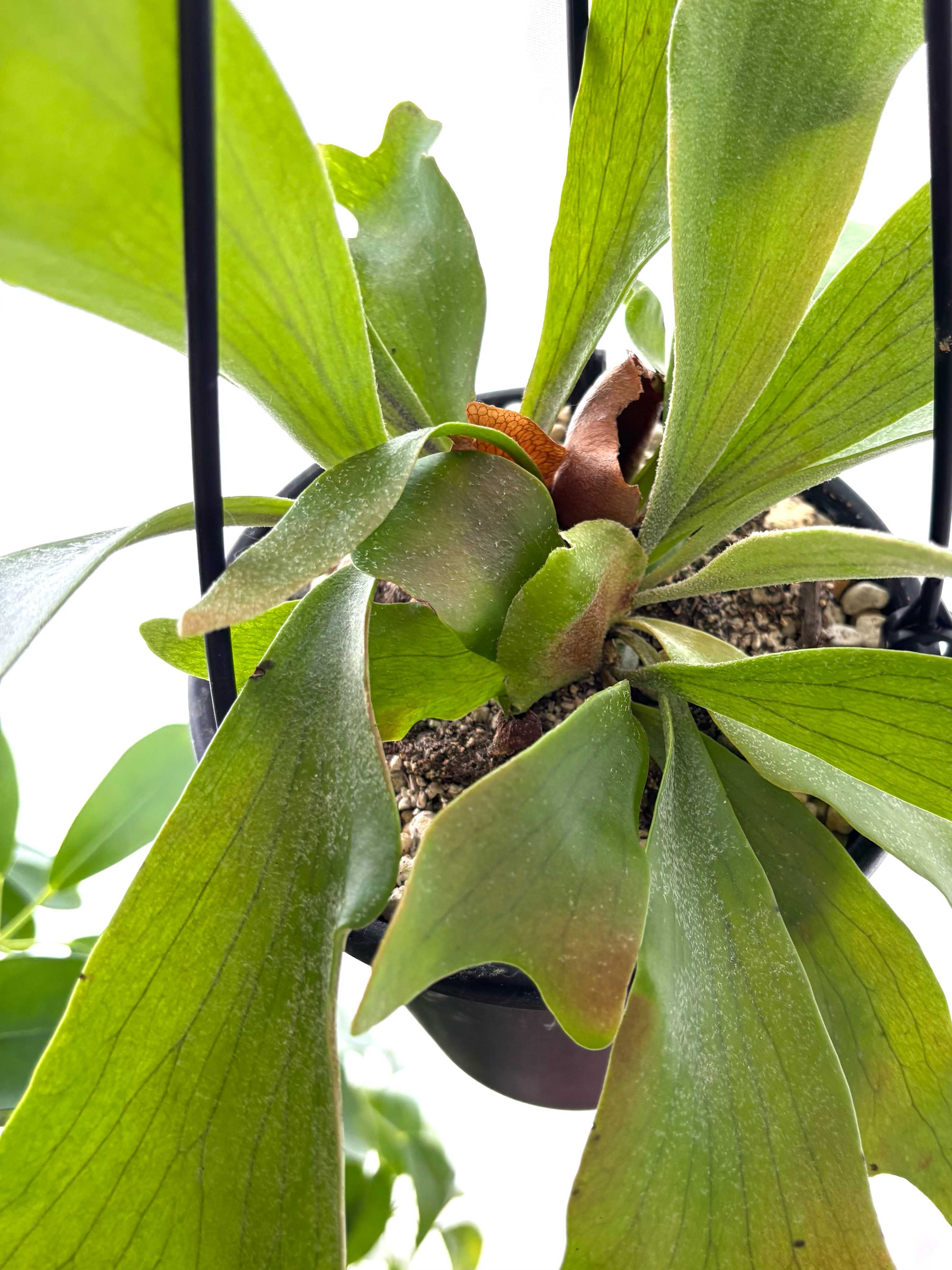ビカクシダの森