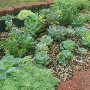 多肉植物,セダム属,エケベリア属,多肉地植えの画像