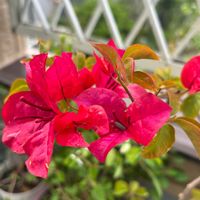 ブーゲンビリア,ブーゲンビリア（赤）,ブーゲンビリア（赤）,花のある暮らし,花いろいろの画像