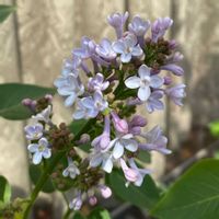 ライラック,ライラック,リラ,ライラック　プレジデントグレビー,ライラック　プレジデントグレビーの画像