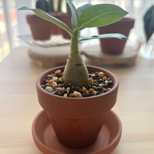 アデニウム オベスム,観葉植物,塊根植物,初心者の画像