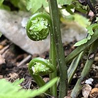 コゴミ,コゴミ,クサソテツ,クサソテツ,クサソテツ(コゴミ)の画像