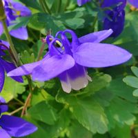 オダマキ,ミヤマオダマキ,深山苧環,花言葉,感謝の画像