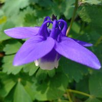 オダマキ,ミヤマオダマキ,深山苧環,花言葉,感謝の画像