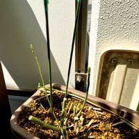 アスパラガス,アスパラガス苗の画像