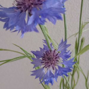 観葉植物,切り花,一輪挿し,花瓶,花束の画像