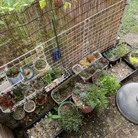 多肉植物,感謝,ありがとう♡,芝生の庭の画像