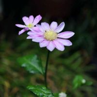 クレマチス,クレマチス,サクランボ,サクランボ,バラの画像