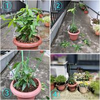 ジンチョウゲ,沈丁花,ジンチョウゲパフュームプリンセス,鉢植え,花木の画像