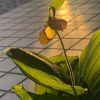 アツモリソウ,キバナノアツモリソウ,ラン科,山野草,実家の画像