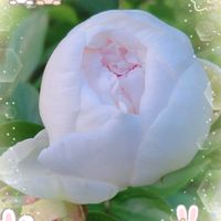 芍薬,可愛い〜♡,白い花,花のある暮らし,白いお花の画像