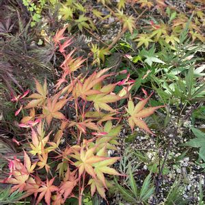 イロハモミジ,紅枝垂れモミジ,ノムラモミジ,庭の画像