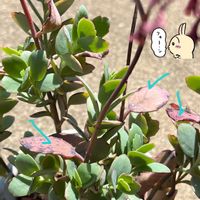 胡蝶の舞,胡蝶の舞,多肉植物の画像