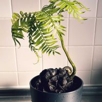 リュウビンタイの画像