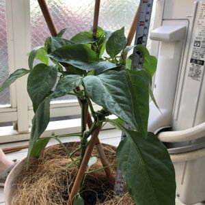 ピーマン,小松菜,茎ブロッコリー,ビギナー野菜,野菜成長記録の画像