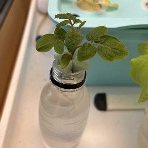 ミニトマト,水耕栽培,家庭菜園奮闘日記,元気に育ててますよ,部屋の画像