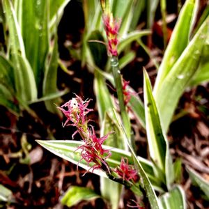 斑入りタガネソウ,フイリタガネソウ,山野草,多年草,植栽の画像